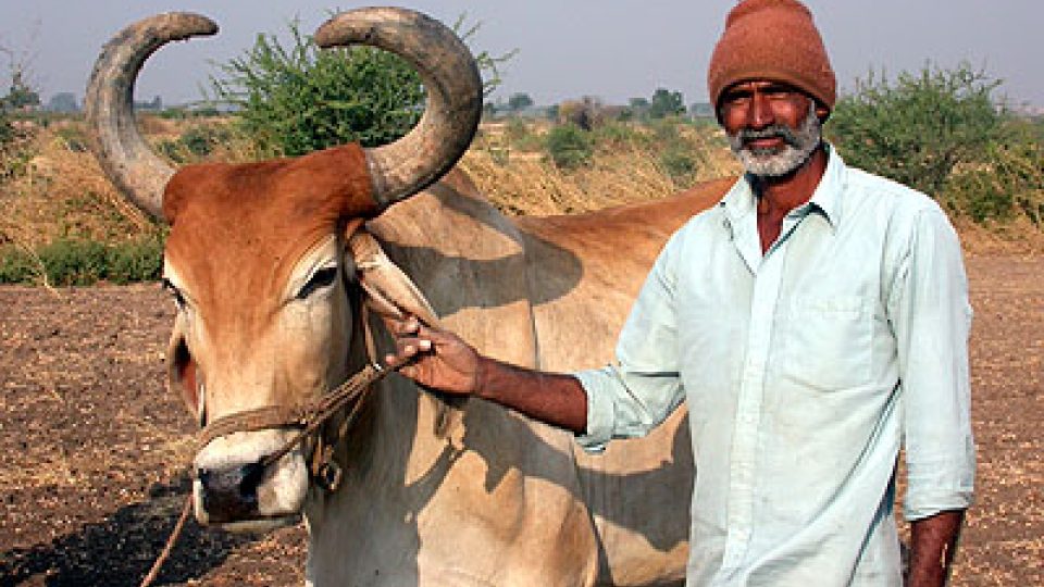 Gudžarátští zemědělci se nechávají fotografovat se svými zvířaty.