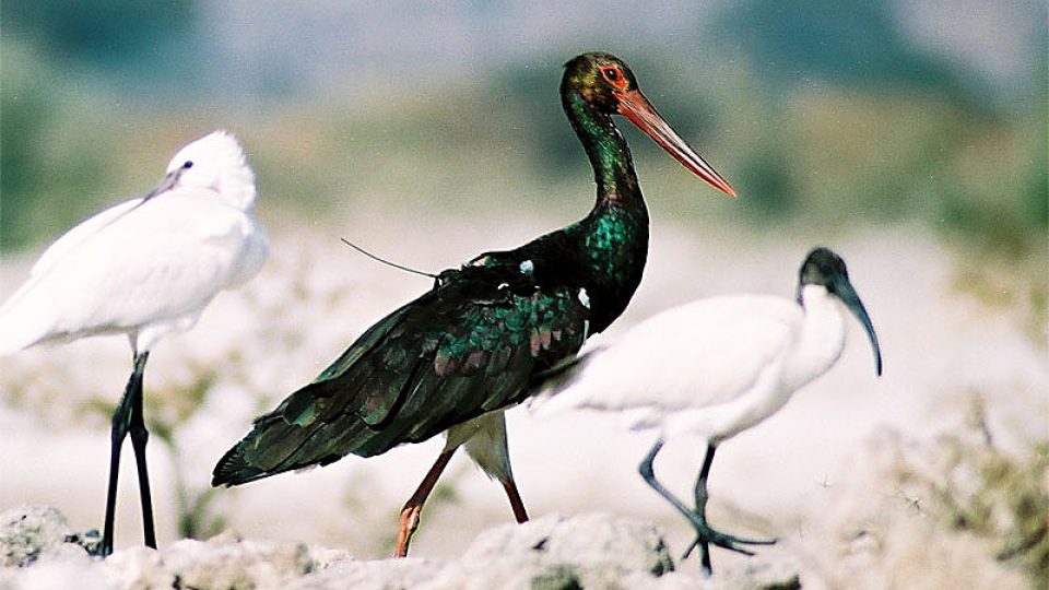 Iristu. Vlevo kolpík bílý, vpravo ibis černohlavý.