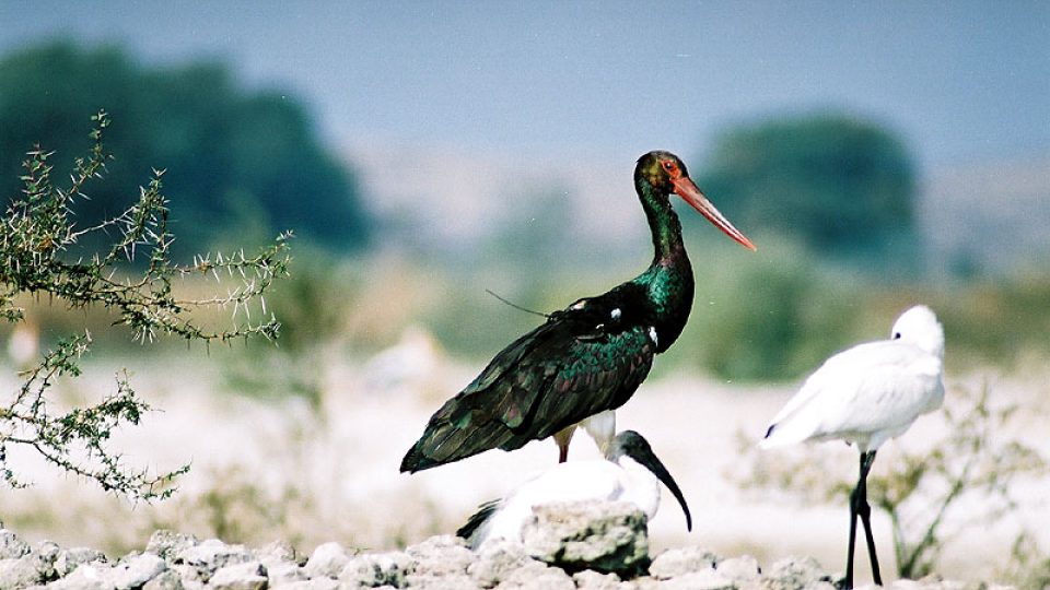 Opět Iristu s kolpíkem a ibisem černohlavým.