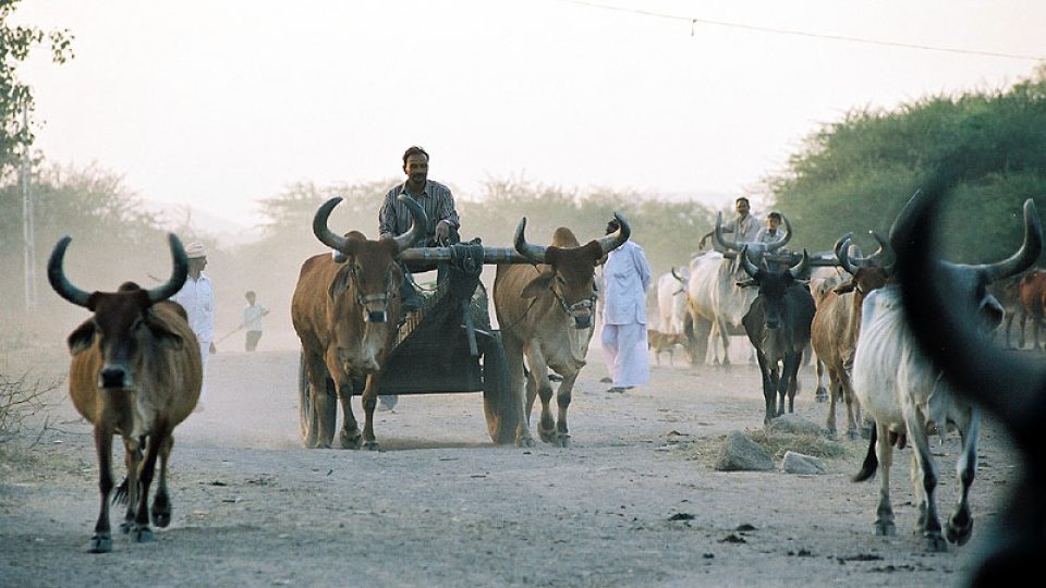 Provoz na gudžarátském venkově.