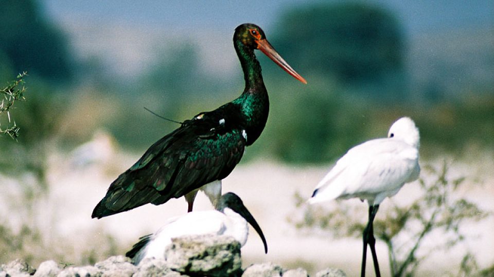 Iristu na zimovišti u nádrže Džamvari v jižním Gudžarátu. Spolu s ním je na fotografii kolpík bílý a ibis černohlavý.