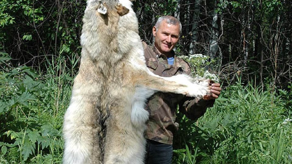 Anatolij Podsuchin ulovil už 120 vlků. Kůži jednoho z nich nám přivezl ukázat.