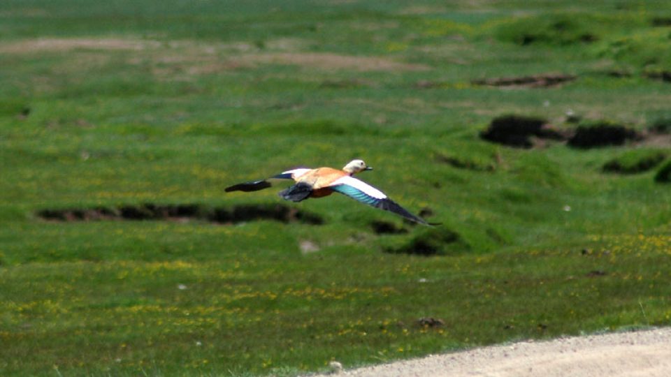 Letící husice rezavá (Tadorna ferruginea).