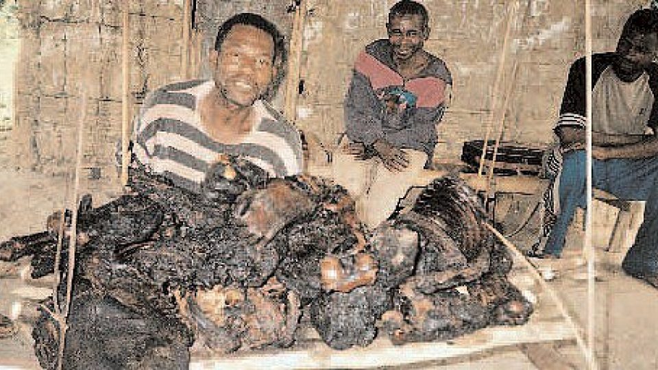 Smrtící lahůdka - pečené gorilí maso