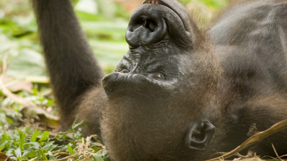 Gorily z Limbe - Twiggs