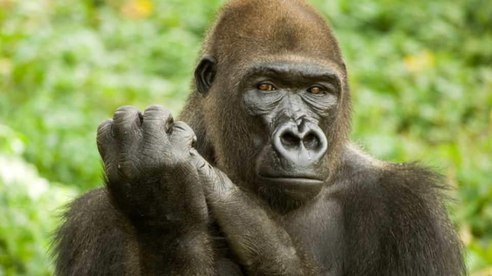 Gorily z Limbe - Chella