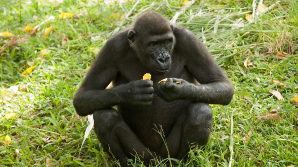 Gorily z Limbe - Benito