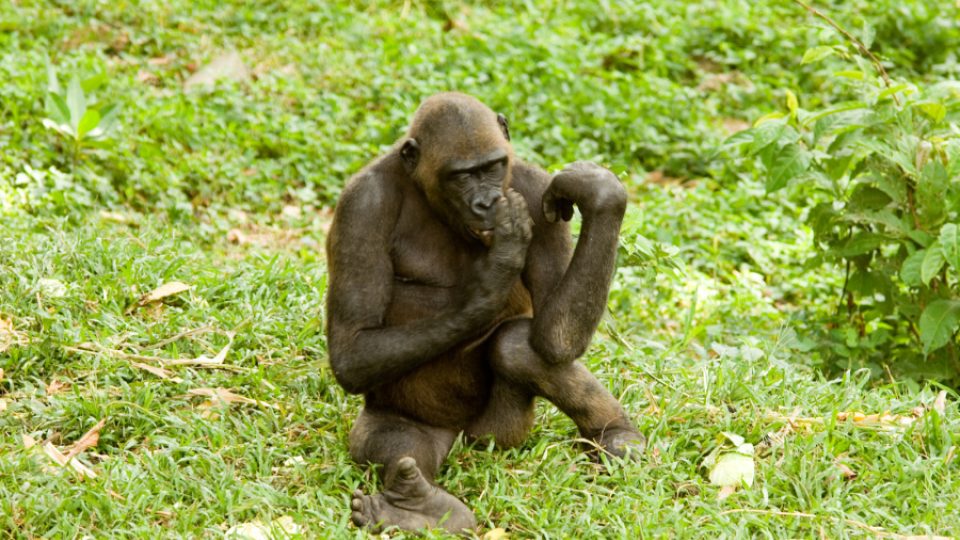 Gorily z Limbe - Batek