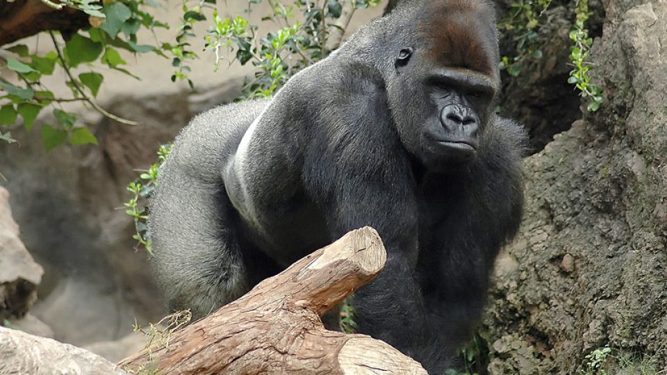 Gorila nížinná - stříbrohřbetý samec