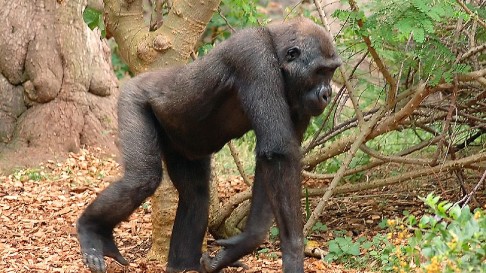 Gorila nížinná - mladý samec