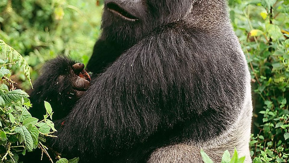 Gorila horská - stříbrohřbetý samec, pohoří Virunga (Rwanda)