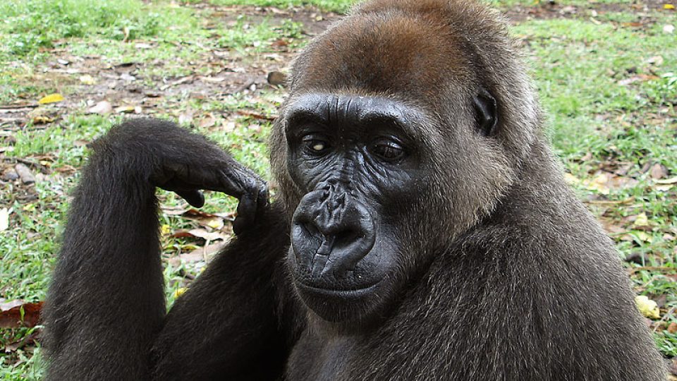 Gorila nigerijská - jediný v zajetí chovaný kus (Limbe)
