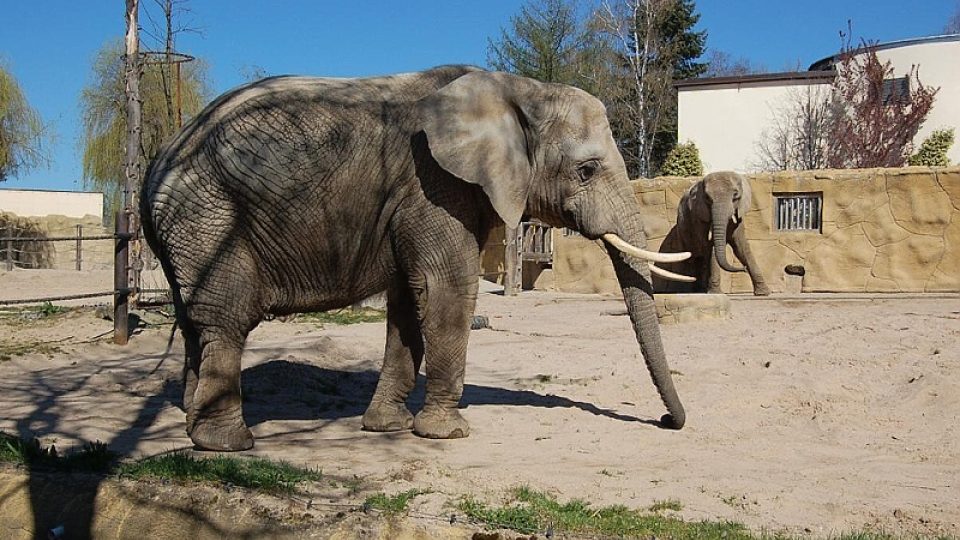 Venkovní výběh slonů