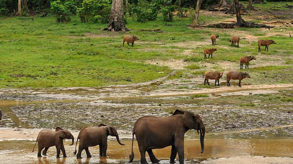 Rodina slonů a pralesní buvoli