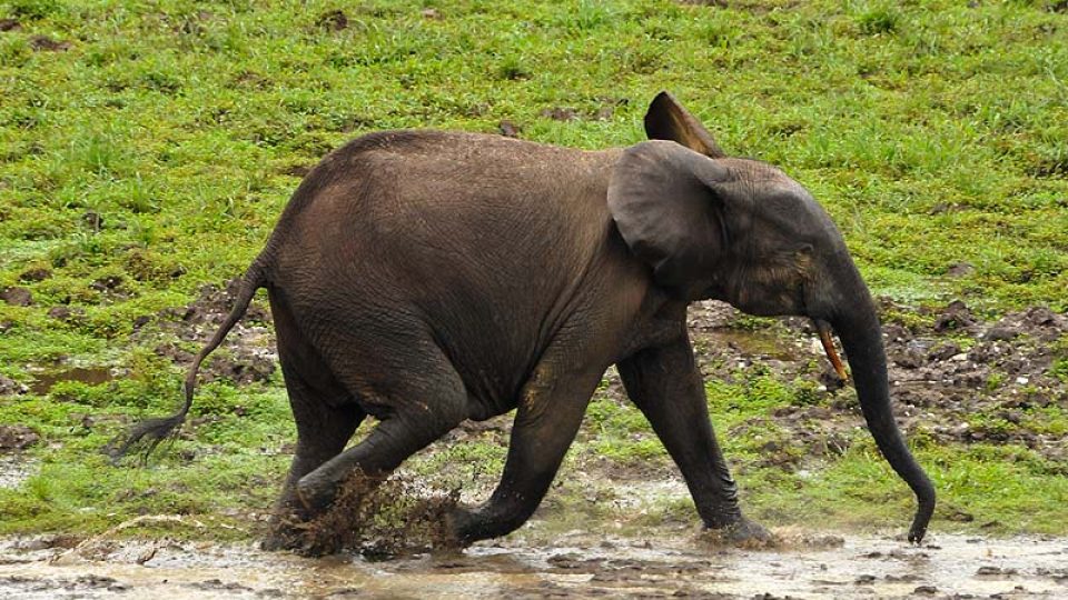 Běžící mladá sloní samice