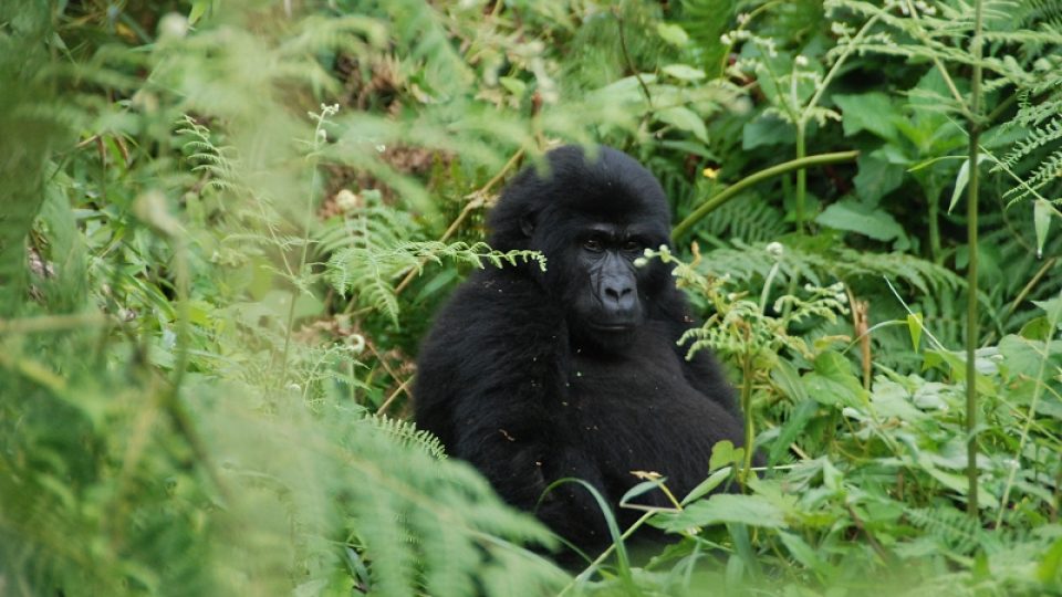 Odrostlejší mládě gorily horské Marayika čekalo na svou matku.