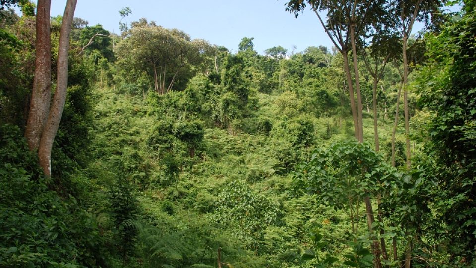 Biotop horských goril - národní park Bwindi, Uganda