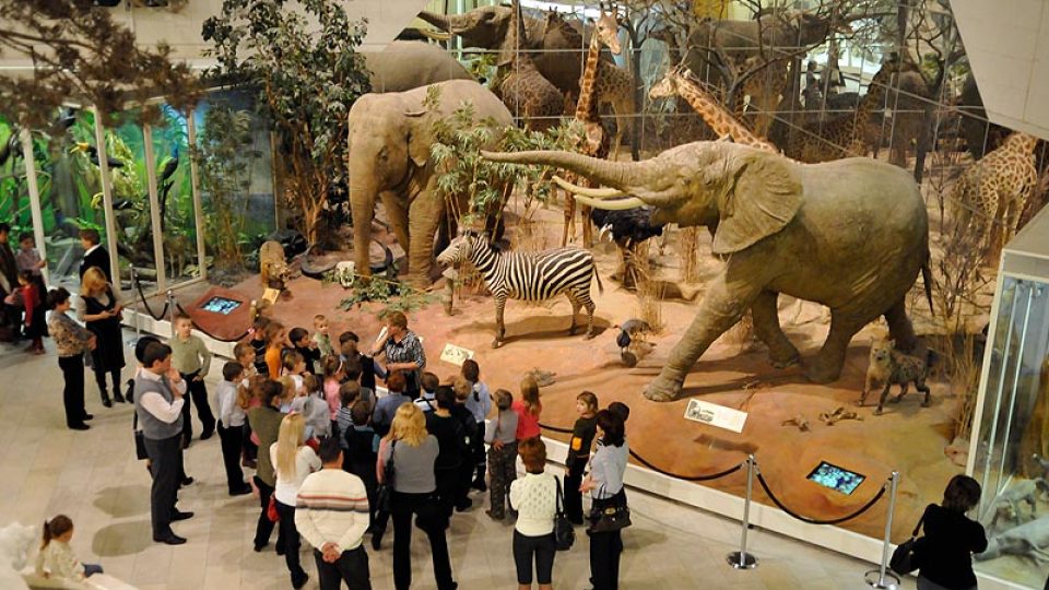Darwinovo muzeum bylo založeno ještě v carských dobách. Africký slon (vpravo) patříval caru Nikolajovi. Indická slonice musela ve 20. letech pomáhat při stavbě silnic v Buchaře, až později se dostala do moskevské zoo.