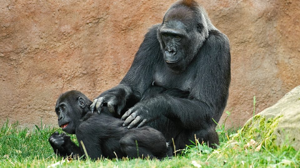 Nejstarší gorilí samice Kamba s malým Tatu