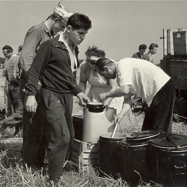 Sklizeň chmele v 60. letech na Lounsku a Žatecku | foto: Státní okresní archiv Louny