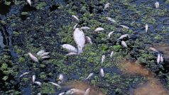 Uhynulé ryby na řece Odře